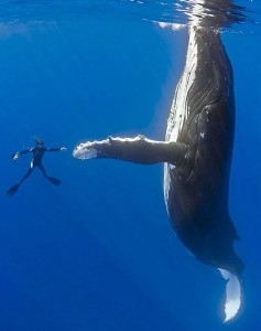 whale-high-five